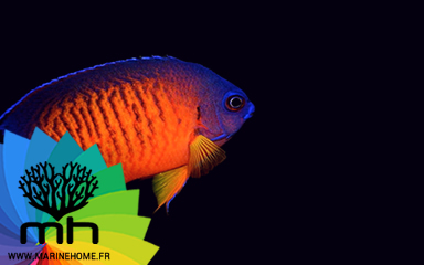 fish only