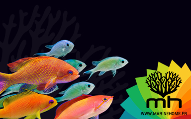banc de poissons