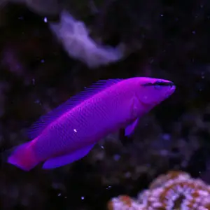 pseudochromis