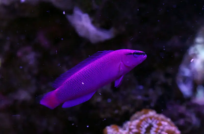pseudochromis