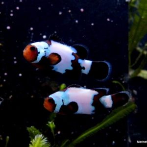 poissons-clowns