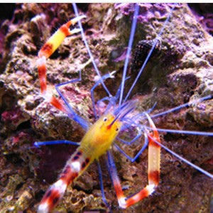 crevettes