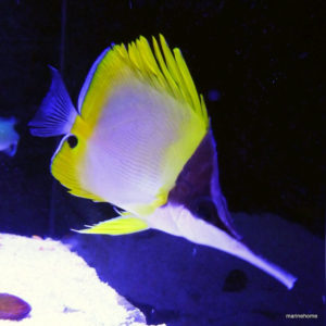poissons-papillons