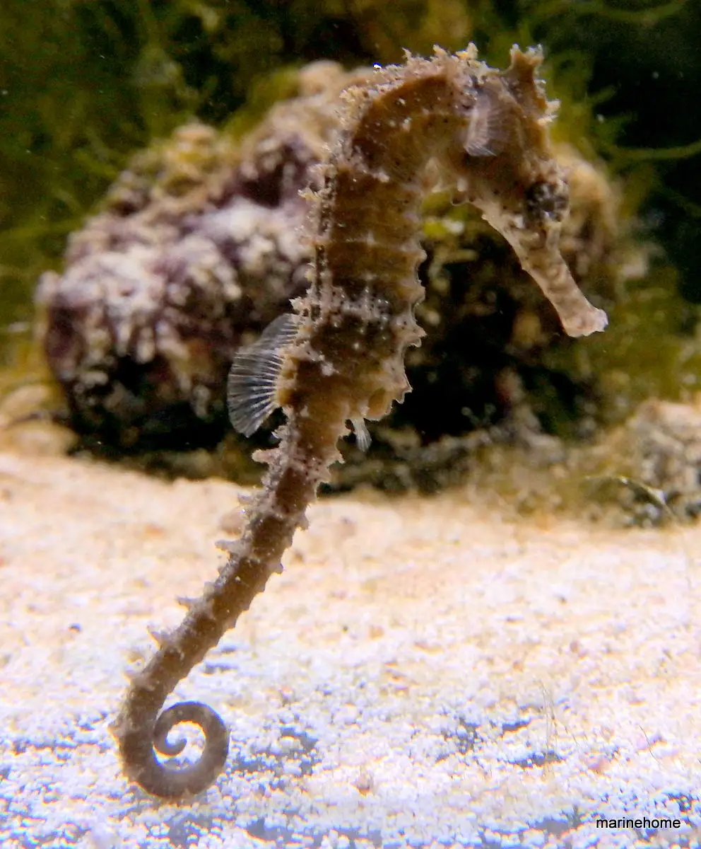 hippocampes / apparentés