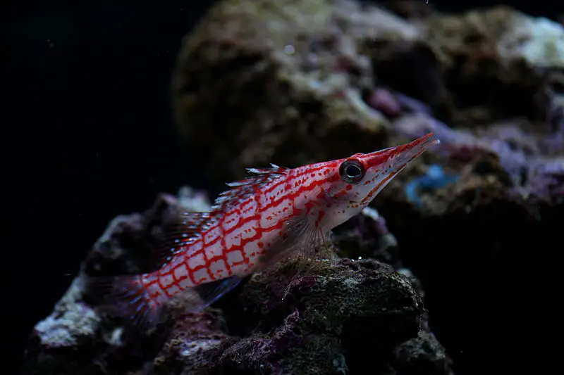 poissons-faucons