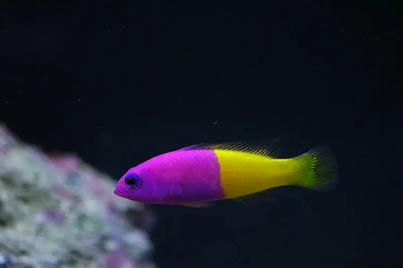 pseudochromis