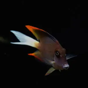 poissons-chirurgiens