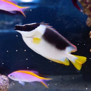 poissons-lapins