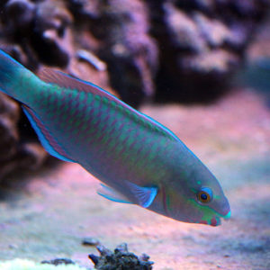poissons-peroquets