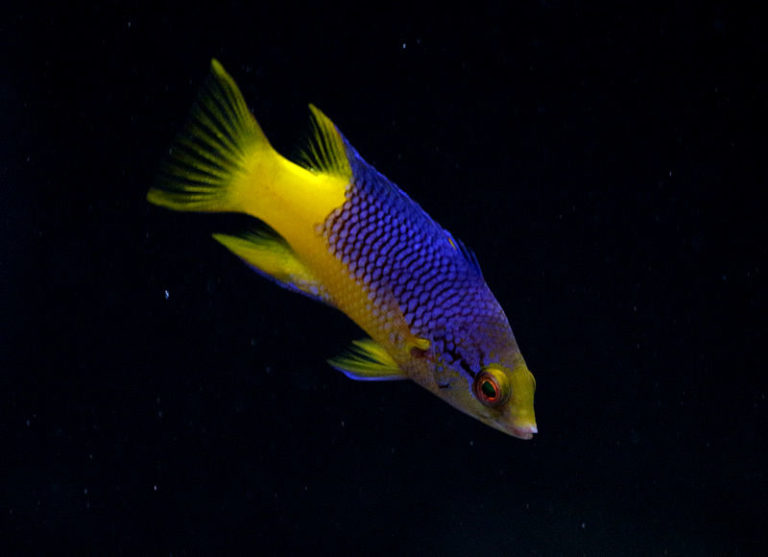 bodianus rufus MarineHome