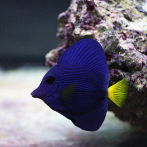 poissons-chirurgiens