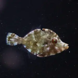 poissons-limes