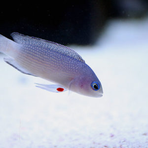 pseudochromis