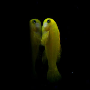 gobies