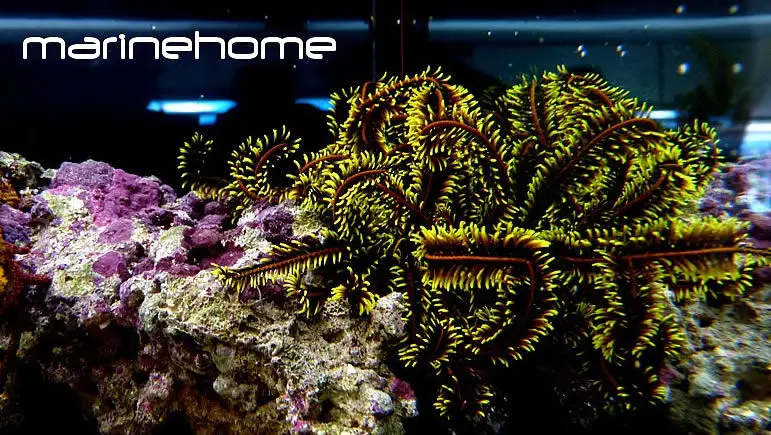 crinoides/comatules