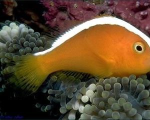 poissons-clowns