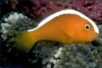 poissons-clowns