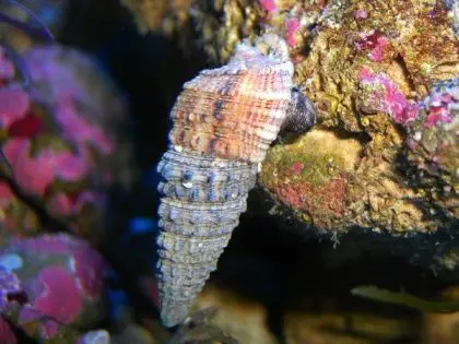 escargots/chitons