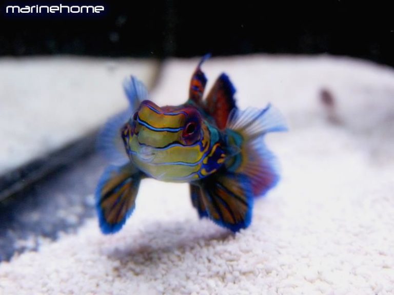synchiropus splendidus male 5 cm MarineHome