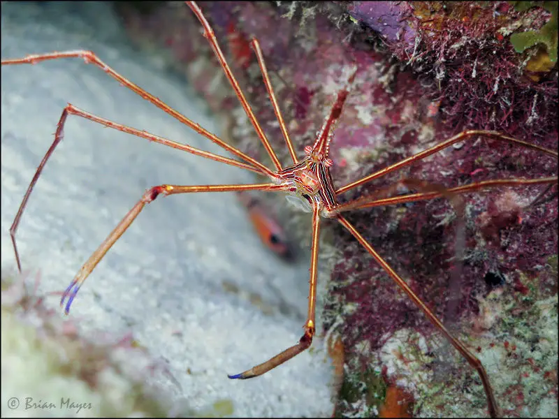 crabes