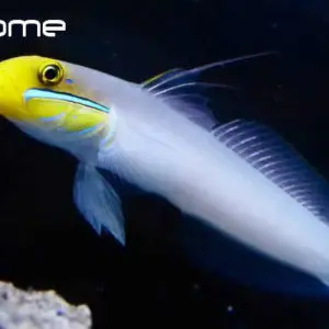 blennies