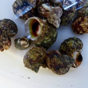 escargots/chitons