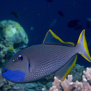 balistes
