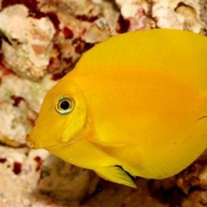 poissons-chirurgiens