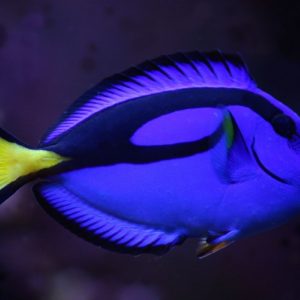 poissons-chirurgiens