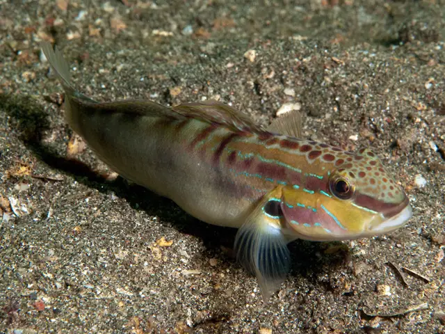 gobies