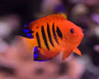 poissons-anges