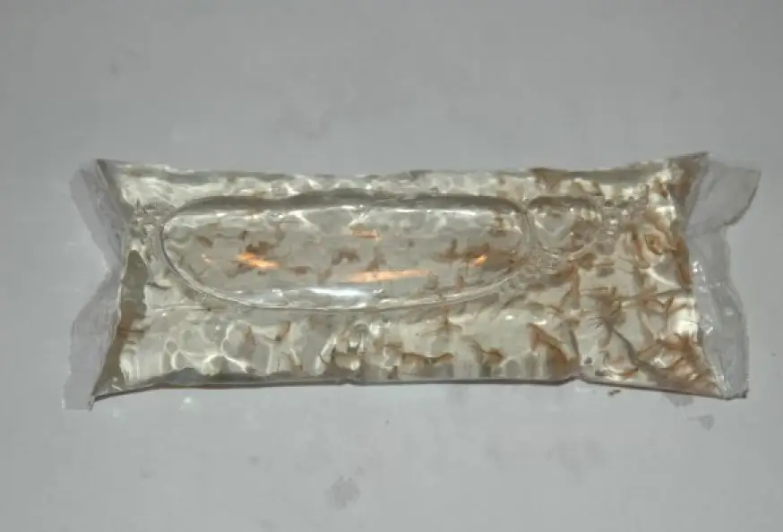 Nourriture vivante