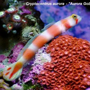 gobies