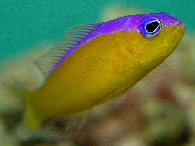 pseudochromis