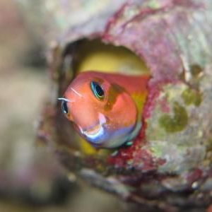 blennies
