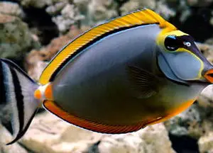 poissons-chirurgiens