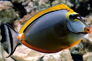 poissons-chirurgiens