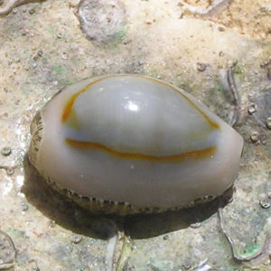 escargots/chitons