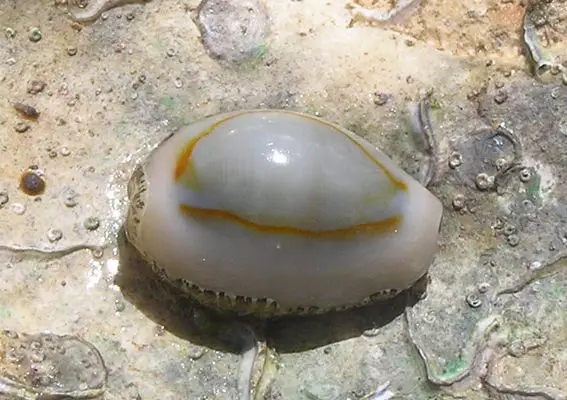escargots/chitons
