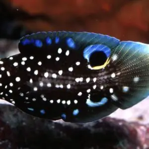 poissons-comètes