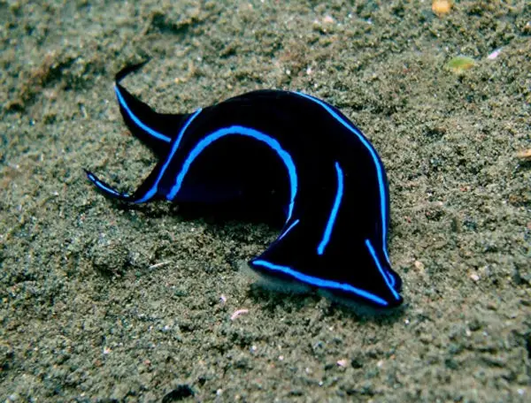 limaces/nudibranches