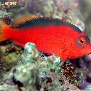 poissons-faucons