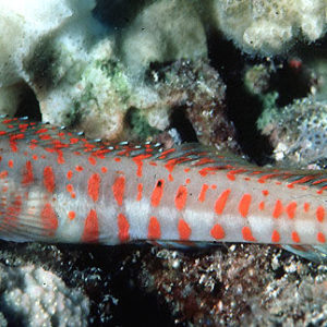 blennies