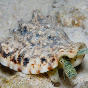escargots/chitons