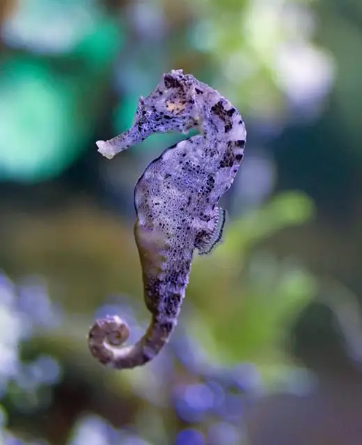 hippocampes / apparentés