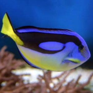 poissons-chirurgiens