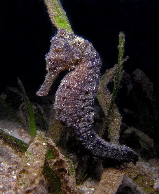 hippocampes / apparentés
