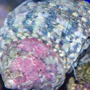 escargots/chitons