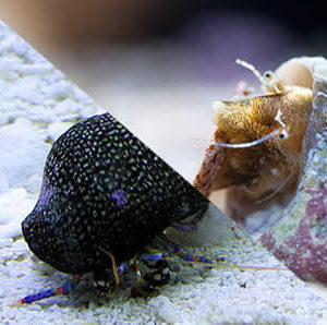 escargots/chitons