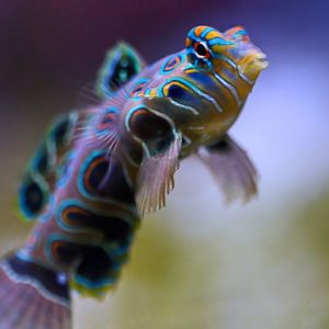 dragonnets